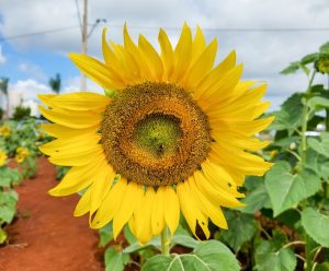 Girassol em campo de Maringá para demonstrar sobre Agência Marketing Maringá